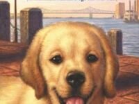 Hooper Finds A Family:a Hurricane Katrina Dog's Survival Tale