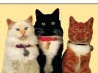 Why Do Cats Meow?
