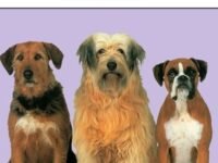 Why Do Dogs Bark?