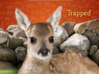 Trapped
