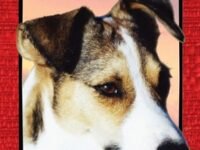Bulu: African Wonder Dog