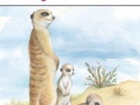 Baby Meerkats
