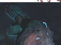 Ocean Monsters