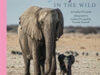 A Baby Elephant In The Wild