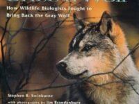 Once A Wolf:How Wildlife Biologists Fought To Bring Back The Gray Wolf