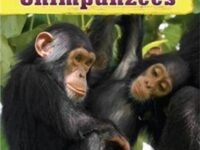 Animal Families: Chimpanzees