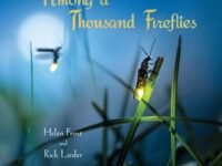Among A Thousand Fireflies