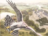 The Hawk Of The Castle:a Story Of Medieval Falconry