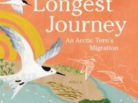 The Longest Journey:an Arctic Tern's Migration