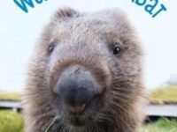 Welcome, Wombat