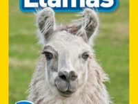 Llamas (National Geographic Kids Readers, Level 1)