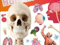 Dkfindout! Human Body