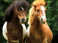 Ponies!