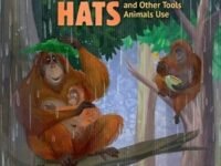 Orangutan Hats And Other Tools Animals Use