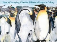 Emperor Of The Ice:How A Changing Climate Affects A Penguin Colony