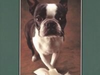 The Dog Ate My Homework
