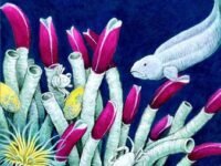 The Deep-Sea Floor