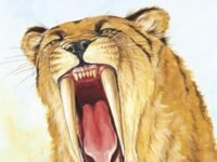 Ancient Animals: Saber-Toothed Cat