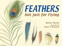 Feathers:Not Just For Flying