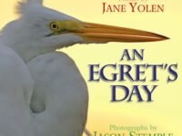 An Egret's Day
