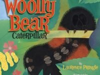 The Secret Life Of The Woolly Bear Caterpillar