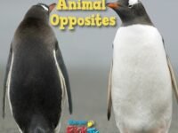 My First Book Of Animal Opposites (National Wildlife Federation)
