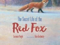 The Secret Life Of The Red Fox