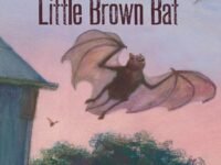 The Secret Life Of The Little Brown Bat