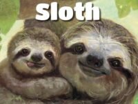 The Secret Life Of The Sloth