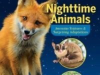 The Nocturnals Nighttime Animals: Awesome Features & Surprising Adaptations:Nonfiction Early Reader